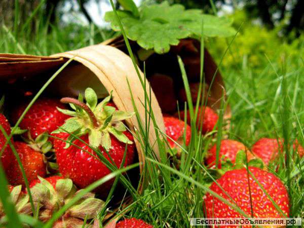 Сезонная работа