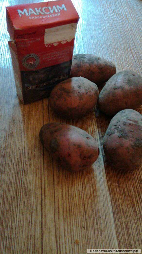Картофель оптом