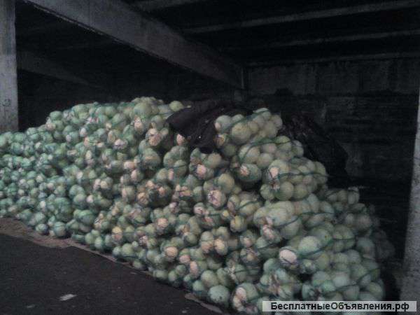 Капуста оптом