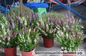 Ангелония Микс