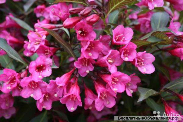 Вейгела Виктория