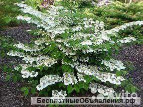 Вейгела Сноуфлейк