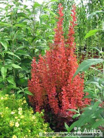 Барбарис тунберга Оранж Рокет 20-25