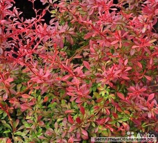 Барбарис тунберга Оранж Дрим 20-25 см