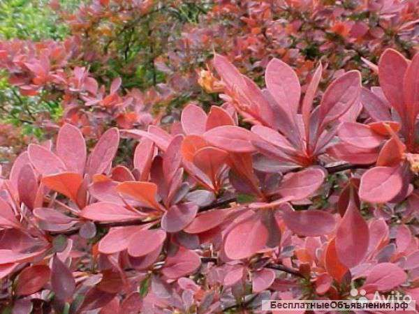 Барбарис тунберга Ред Рокет