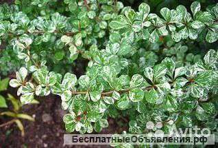 Барбарис тунберга Келлерис 20-30см