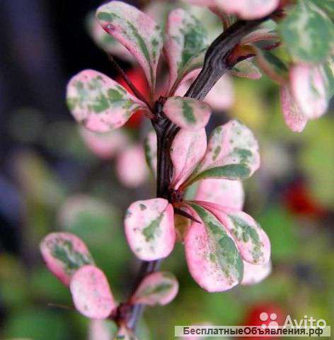 Барбарис тунберга Пинк Куин