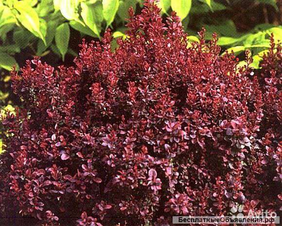 Барбарис Тунберга Ред Карпет OG21