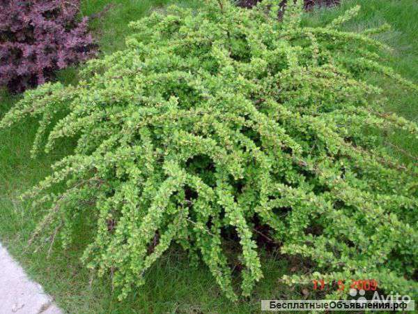 Барбарис тунберга Грин Карпет