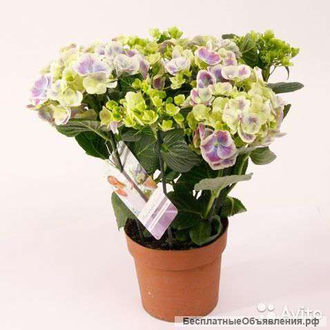 Гидрангея Тайволи синяя