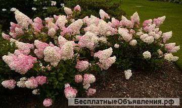 Гортензия метельчатая Ванилла Фрейз