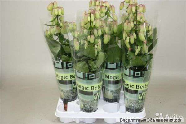 Каланхое Меджик Белл 70-80 см