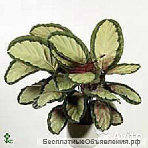 Калатея Сильвия 60-70 см