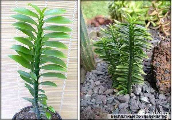 Педилантус титималоидный, суккулент