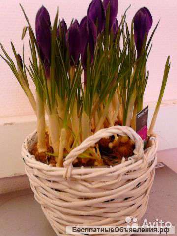 Крокусы горшечные в корзине