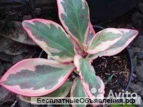 Пеперомия Джелли, магнолиелистная