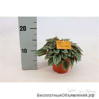 Пеперомия Наполи Найтс