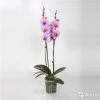 Орхидея Фаленопсис Роял Сенсейшн 2 ст (крашенный)