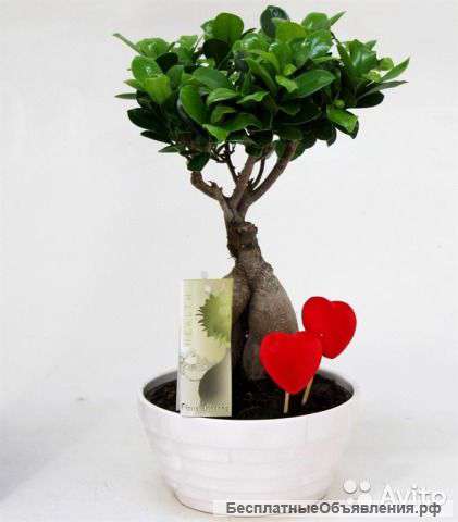 Фикус с сердцами