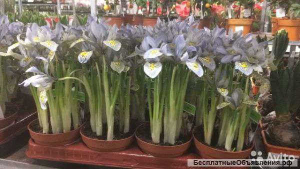 Ирис Катарина Хоткин голубой в горшке 3,5,7,9 шт