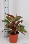 Аглаонема Крит красная