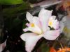 Орхидея каттлея гибрид 17