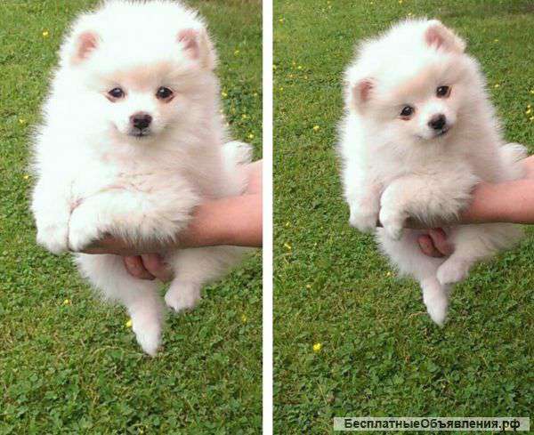 Померанский шпиц