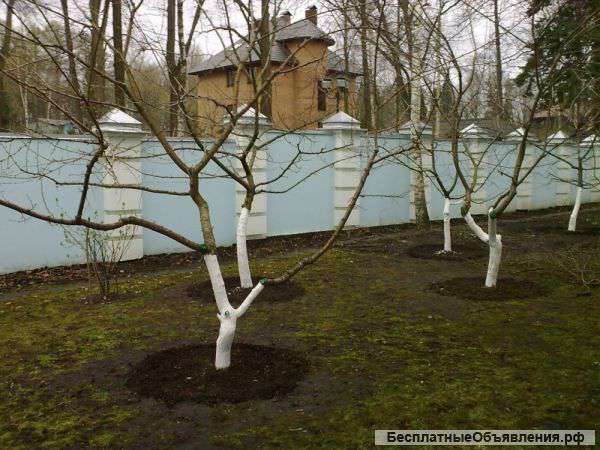 Вырубка деревьев