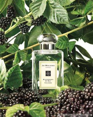 Jo Malone Blackberry & Bay Cologne 100 ml
