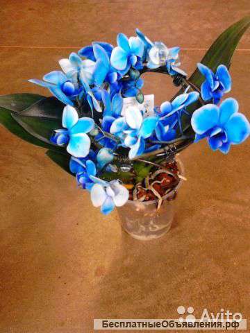 Орхидея Фаленопсис королевский Голубой энжел 2 ст