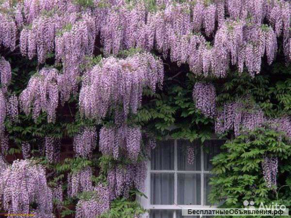Глициния китайская черенок 70-90 см