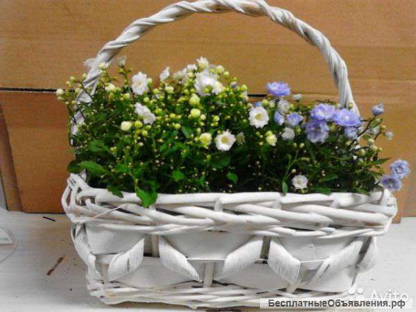 Кампанула в белой корзине KM132