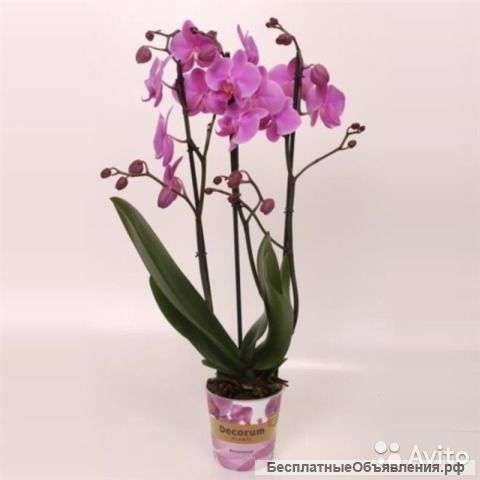 Орхидея Фаленопсис Пасадена 3 ст