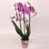 Орхидея Фаленопсис Пасадена 3 ст