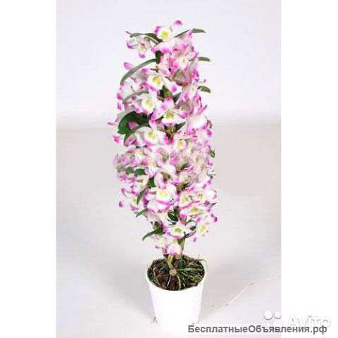 Орхидея Дендробиум нобиле Ирен Смайл