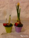 Крокус, нарцисс с/без сердечком в ведерке