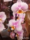 Орхидея Фаленопсис Элегант Шарм Эйдж 2 ст