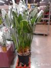 Стрелиция цветущая в горшке 160-170 см
