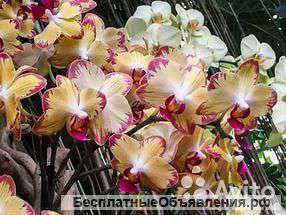 Орхидея Фаленопсис Папагайо