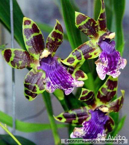Орхидея Зигопеталум Трози Блу 1 ст