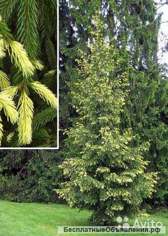 Ель восточная Ауреоспиката 80-100 см саженец