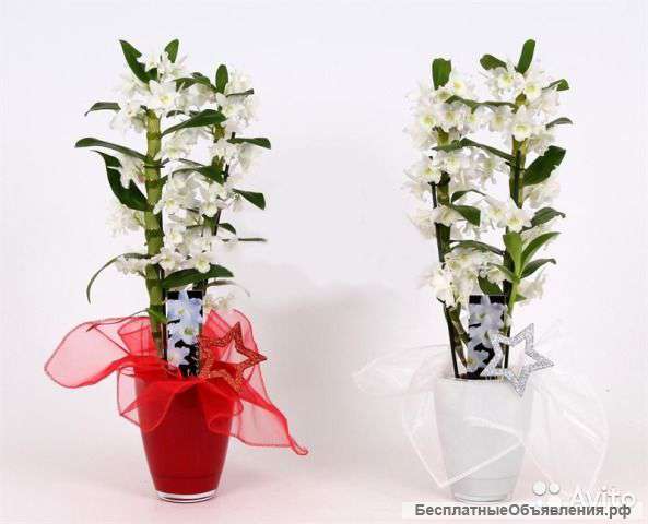 Дендробиум нобиле Белый 2 ст в стекле бомбей
