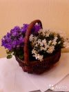 Кампанула бело-фиолетовая в корзине 30х33 см