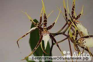 Орхидея Брассия Тоскана 1, 2 ст