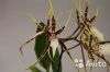 Орхидея Брассия Тоскана 1, 2 ст