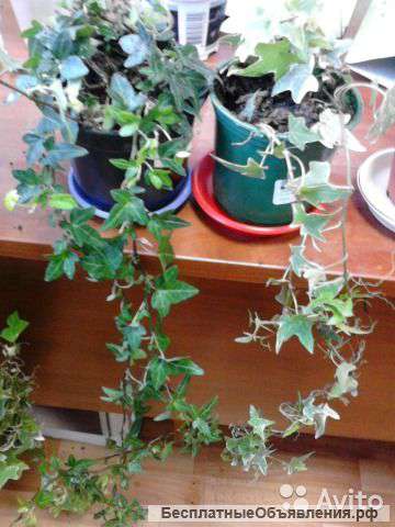 Хедера микс, плющ 40-60 см