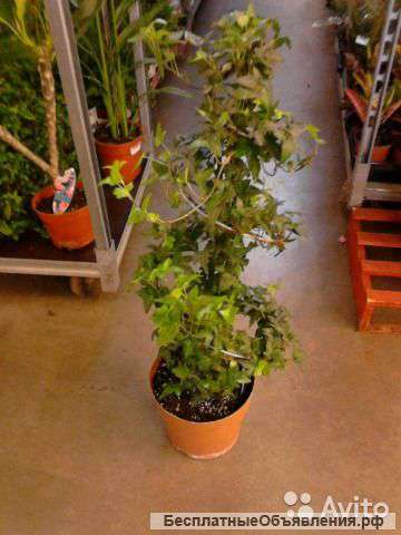 Хедера хеликс Грин спираль 70-80 см