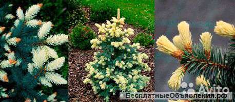 Ель колючая Биалобок, саженцы