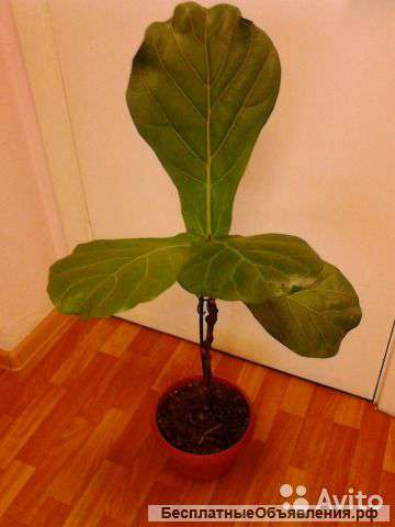 Фикус лирата штамб 90-100 см