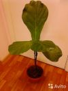 Фикус лирата штамб 90-100 см